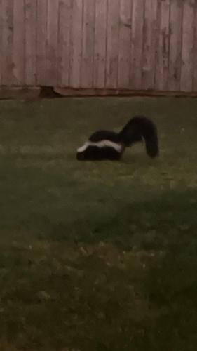 Striped Skunk observed by kittycat6
