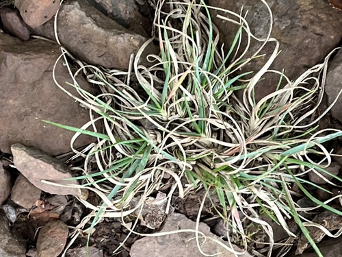 Danthonia spicata observed 2026-10-17