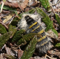 Lycia alpina