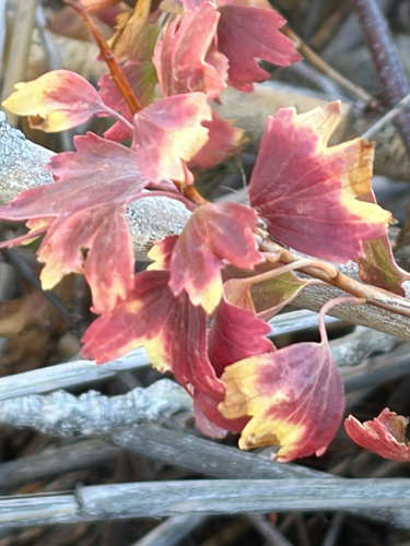 Ribes aureum, 2026-10-17