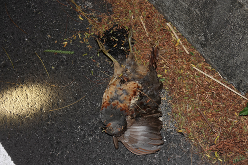 Bambusicola thoracicus, 2026-10-17