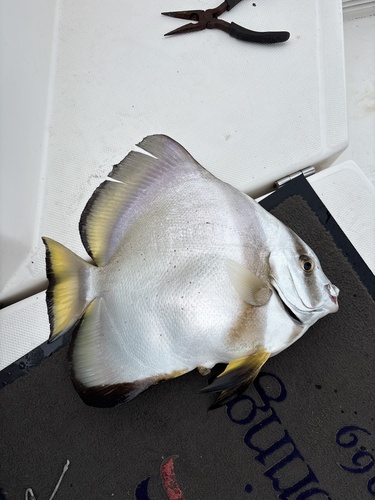 Platax orbicularis observed 2026-10-12