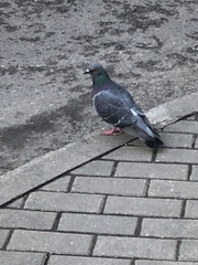 Columba livia domestica