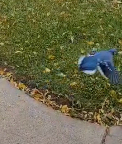 Blue Jay observed by that_micicle