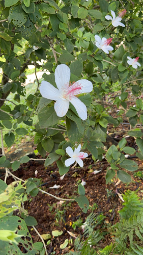 Hibiscus waimeae observed 2026-07-14