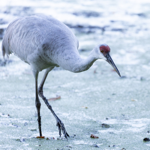 Sandhill Crane observed by brother_flower