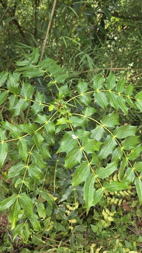 Mahonia napaulensis observed 2026-10-06