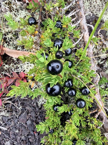Coprosma ernodeoides observed 2026-10-17
