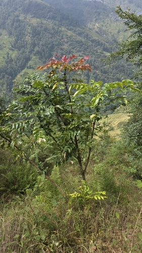 Mahonia napaulensis observed 2026-10-06