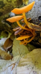Mycena leaiana