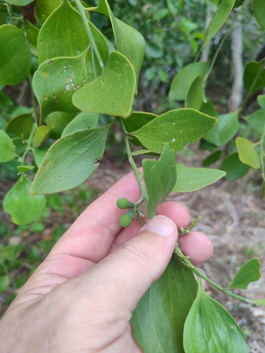 Exocarpos latifolius observed 2026-10-18