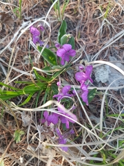 Viola gmeliniana