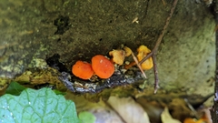 Mycena leaiana