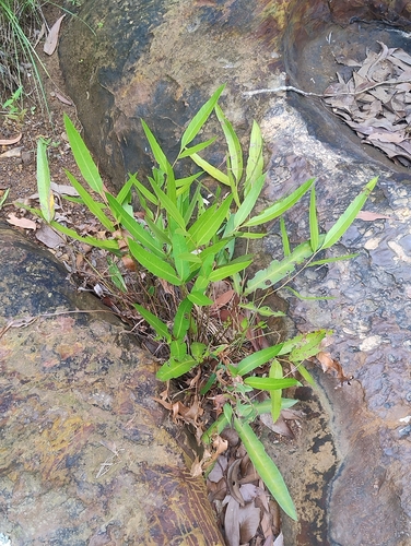 Acrostichum speciosum observed 2026-10-18