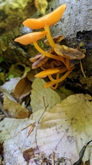 Mycena leaiana
