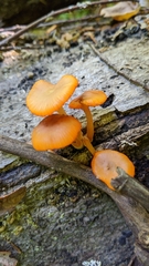Mycena leaiana