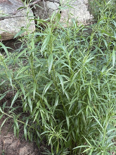Senecio linearifolius observed 2026-10-17