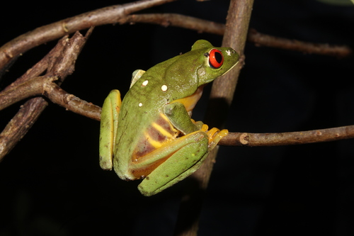 Taylor's Leaf Frog