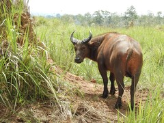 Syncerus caffer nanus