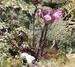 Pedicularis rosea