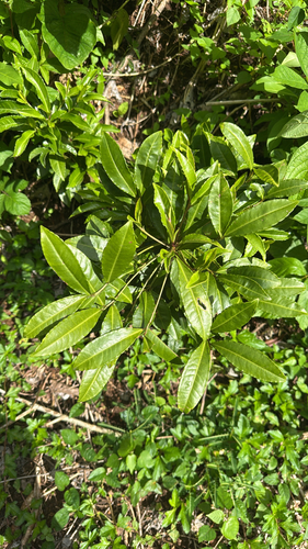 Ardisia crenata observed 2026-10-17
