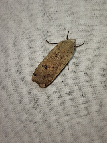 Large Yellow Underwing