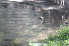 Nycticorax nycticorax