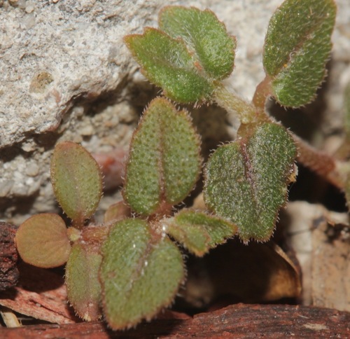 Euphorbia ophthalmica