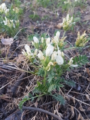 Oxytropis caespitosa