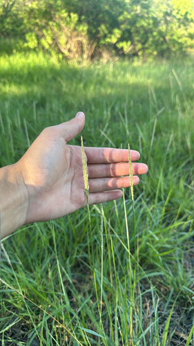 Sporobolus virginicus observed 2026-10-14