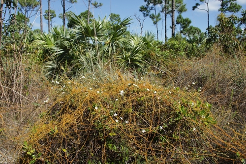 Cassytha filiformis observed 2026-10-16