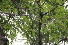 Rhipidura nigritorquis