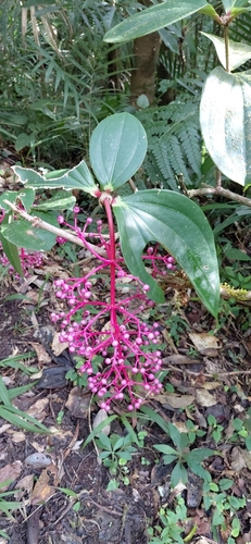 Medinilla observed 2026-10-18