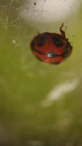 Rodolia cardinalis, 2026-10-11
