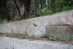 Passer montanus