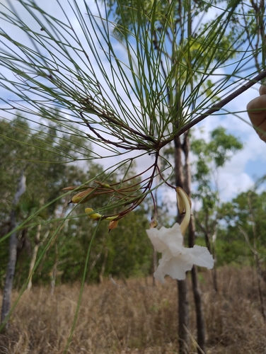 Dolichandrone filiformis