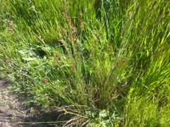 Juncus occidentalis