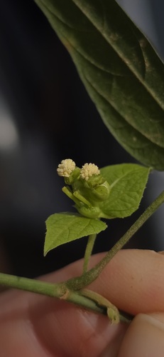 Dalechampia observed 2026-10-10