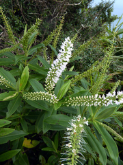 Veronica stricta stricta