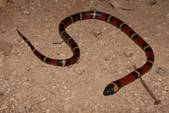 Lampropeltis abnorma