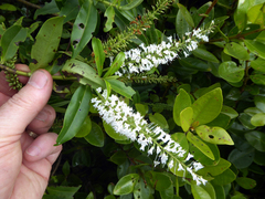 Veronica stricta stricta