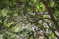 Rhipidura nigritorquis