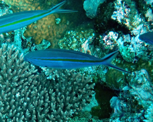 Caesio caerulaurea observed 2026-10-16