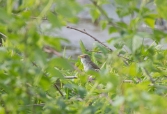 Acrocephalus palustris