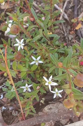 Rhytidosporum procumbens, 2026-10-18