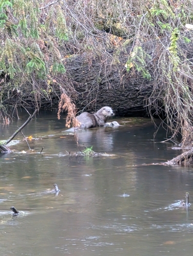 North American River Otter observed by rationalnomad