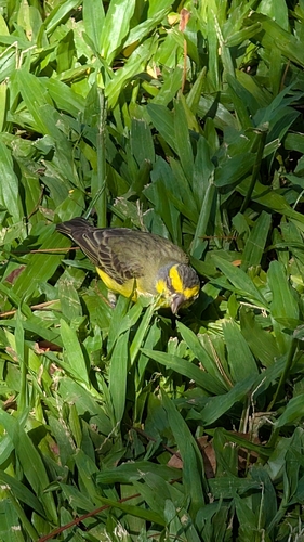 Crithagra mozambica observed 2026-10-17