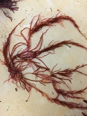 Gracilaria