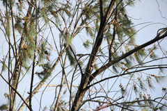 Passer montanus
