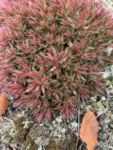 Saxifraga tricuspidata observed 2026-10-17